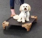 Pet Cot - Small