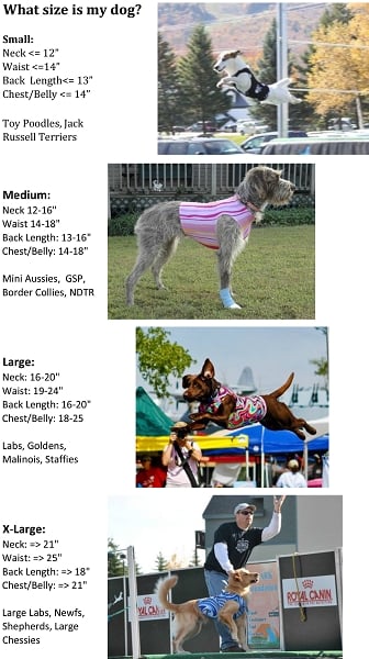 Competition Dog Vest - Image 3