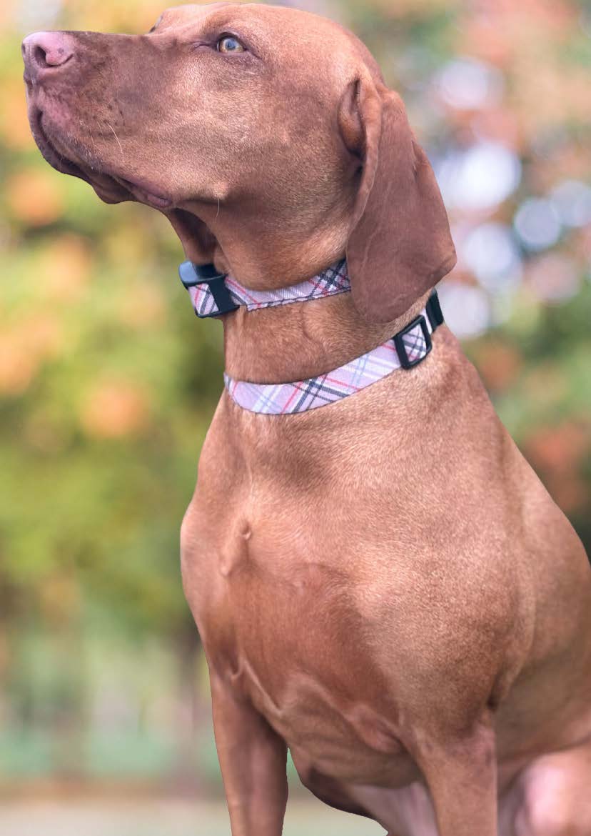 JRC E-Collar - Image 14